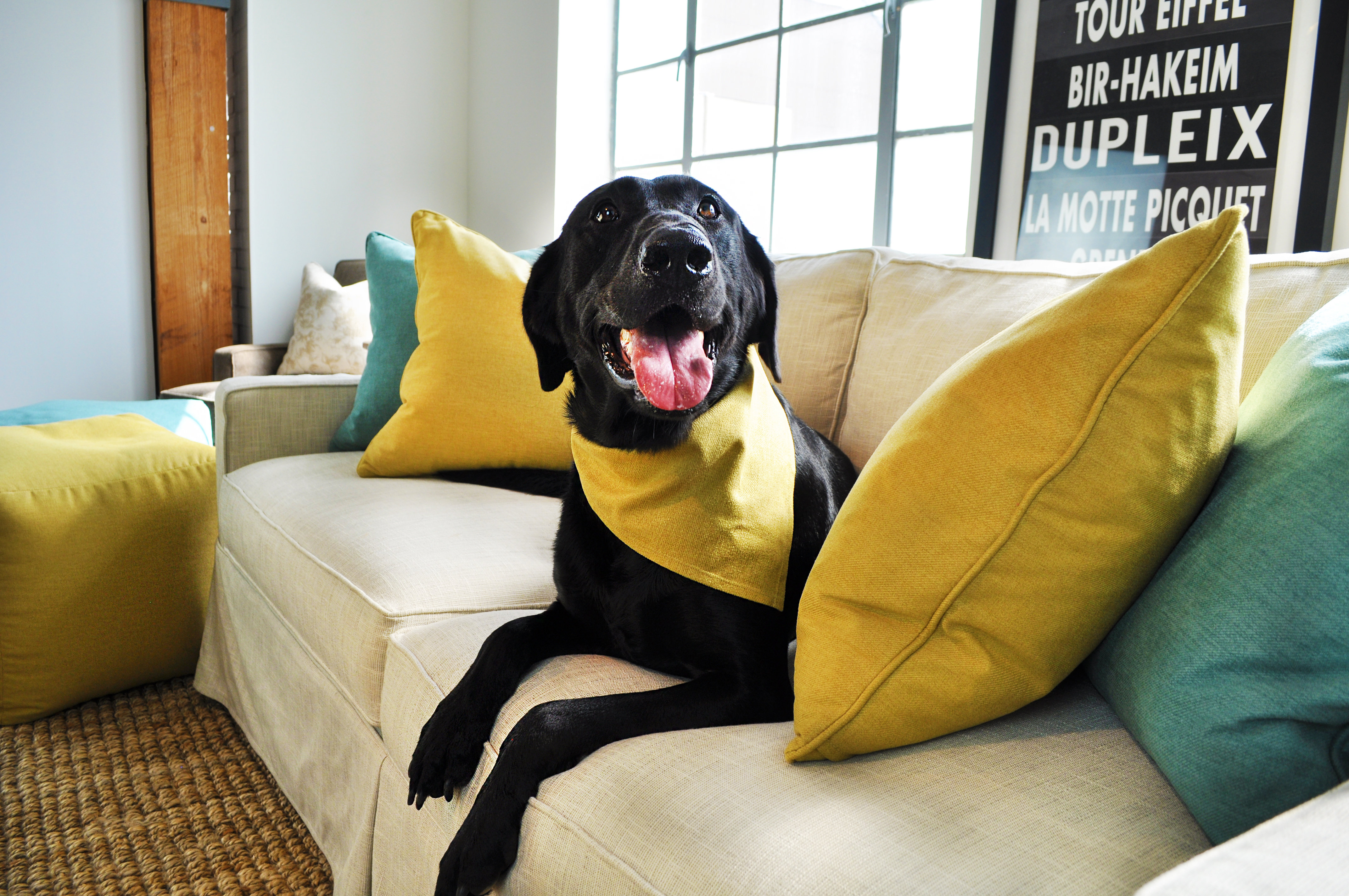 DIY Dog Beds with Performance Fabric DIY Dog Beds with Performance Fabric